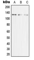 Polyclonal Rabbit anti-Human MCM2 Antibody (N-Terminus, IHC, IF, WB)