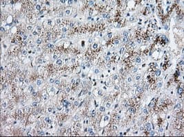 Monoclonal Mouse anti-Human EIF2S1 Antibody (clone OTI1B10, IHC, WB)