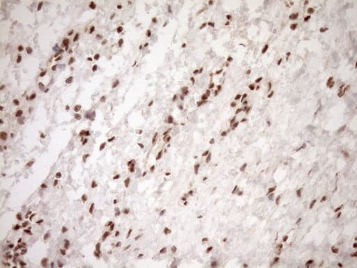NUDT21 Antibody (aa2-227, clone OTI2C8)