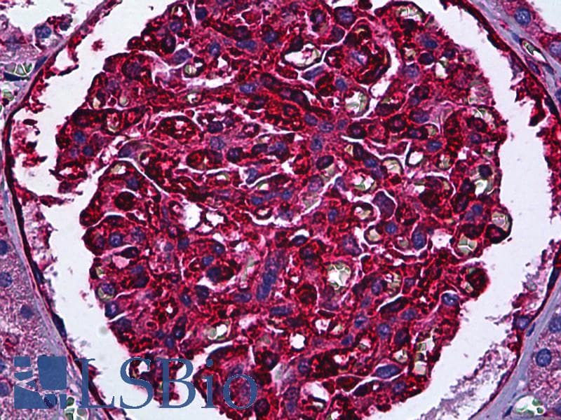 IHC-plus™ MYH9 Antibody (clone 2B3)