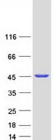 Human SEPT2 / Septin 2 Protein (Recombinant Myc-DDK (Flag))