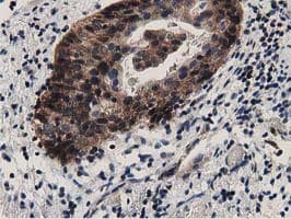 DNAJA2 Antibody (clone OTI3H10)