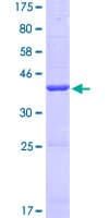 Human SERHL2 Protein (Recombinant GST)