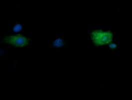 RNF39 Antibody (clone OTI5E10, Carrier-free)