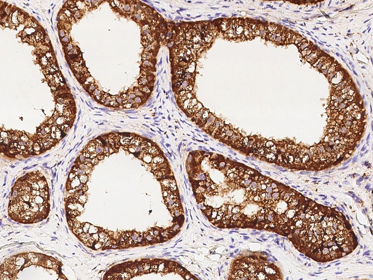 NPC2 Antibody (clone 09, Preservative Free)
