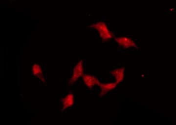 ADRA2A Antibody