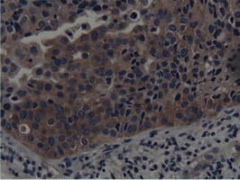 SH3GL1 / EEN Antibody (clone OTI3F8, Carrier-free)