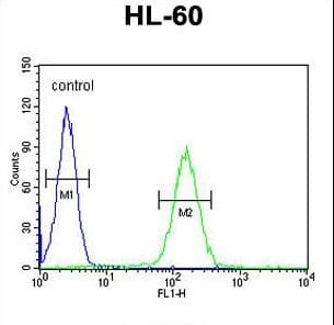 NOS1AP / CAPON Antibody (aa437-466)