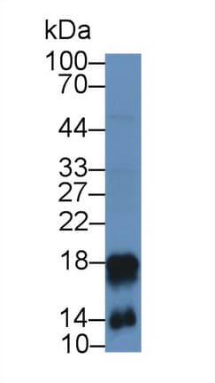 LL37 / Cathelicidin Antibody (aa31-173, APC)