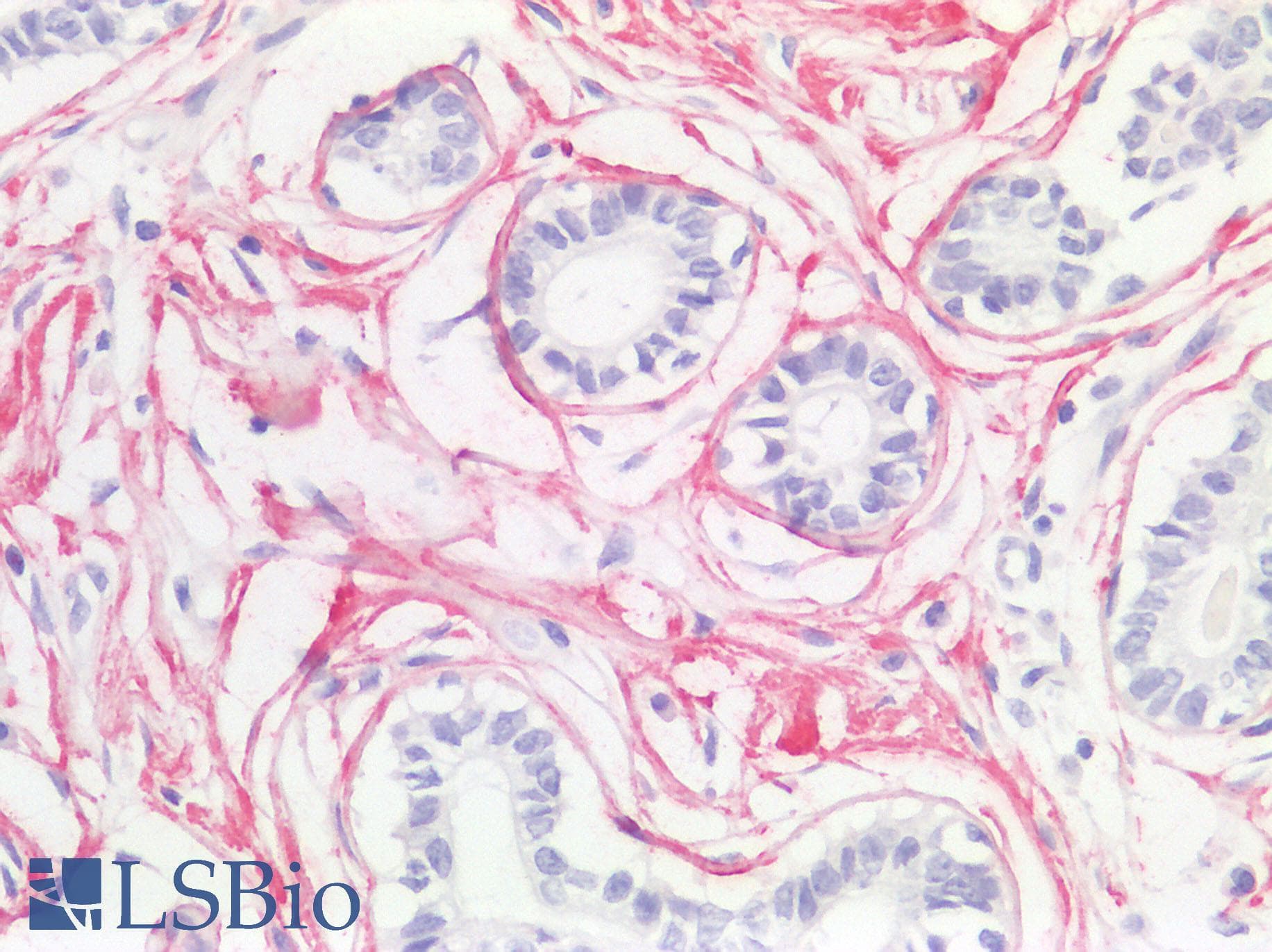 IHC-plus™ GDF15 Antibody (C-Terminus, clone 6D12.H10.E4)