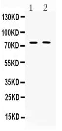 TERF2 / TRF2 Antibody (aa81-287)