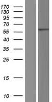 ACOXL Protein (Over-Expression Lysate Myc-DDK (Flag))