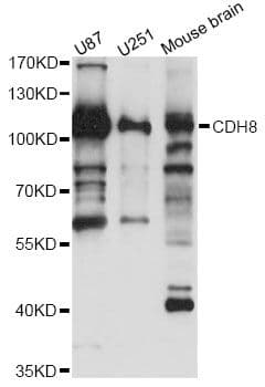 CDH8 / Cadherin 8 Antibody