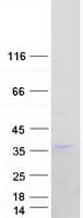 Human KLK6 / Kallikrein 6 Protein (Recombinant Myc-DDK (Flag))