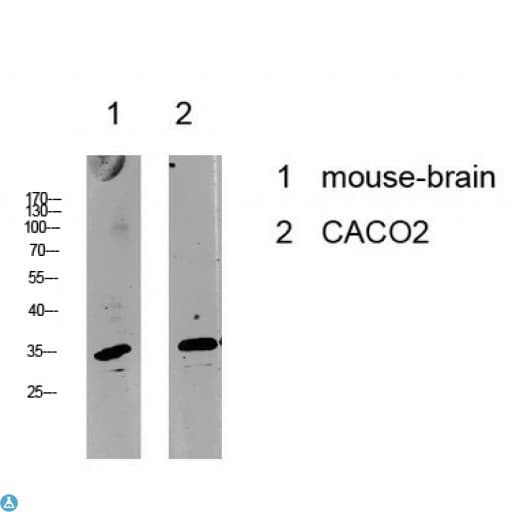 CCNC / Cyclin C Antibody