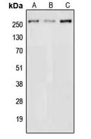 NAV3 Antibody (Internal)