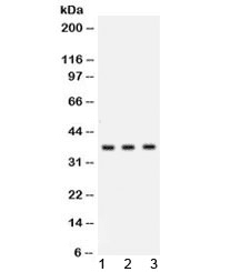 CTSG / Cathepsin G Antibody