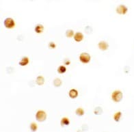 IHC-plus™ TMPO / TP / Thymopoietin Antibody