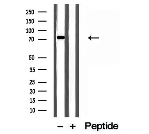 MTO1 Antibody