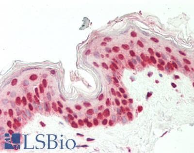 EIF6 Antibody (aa145-194)