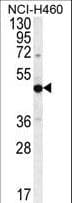 PRAMEF8 Antibody (aa419-447)