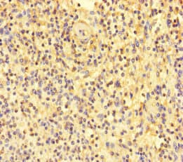 Polyclonal Rabbit anti-Human CD110 / MPL Antibody (IHC, IF)