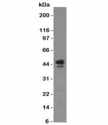 CD63 Antibody (clone SPM524)