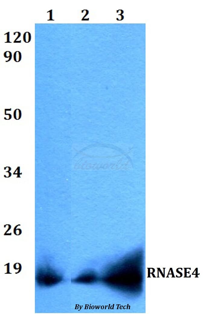 RNASE4 Antibody