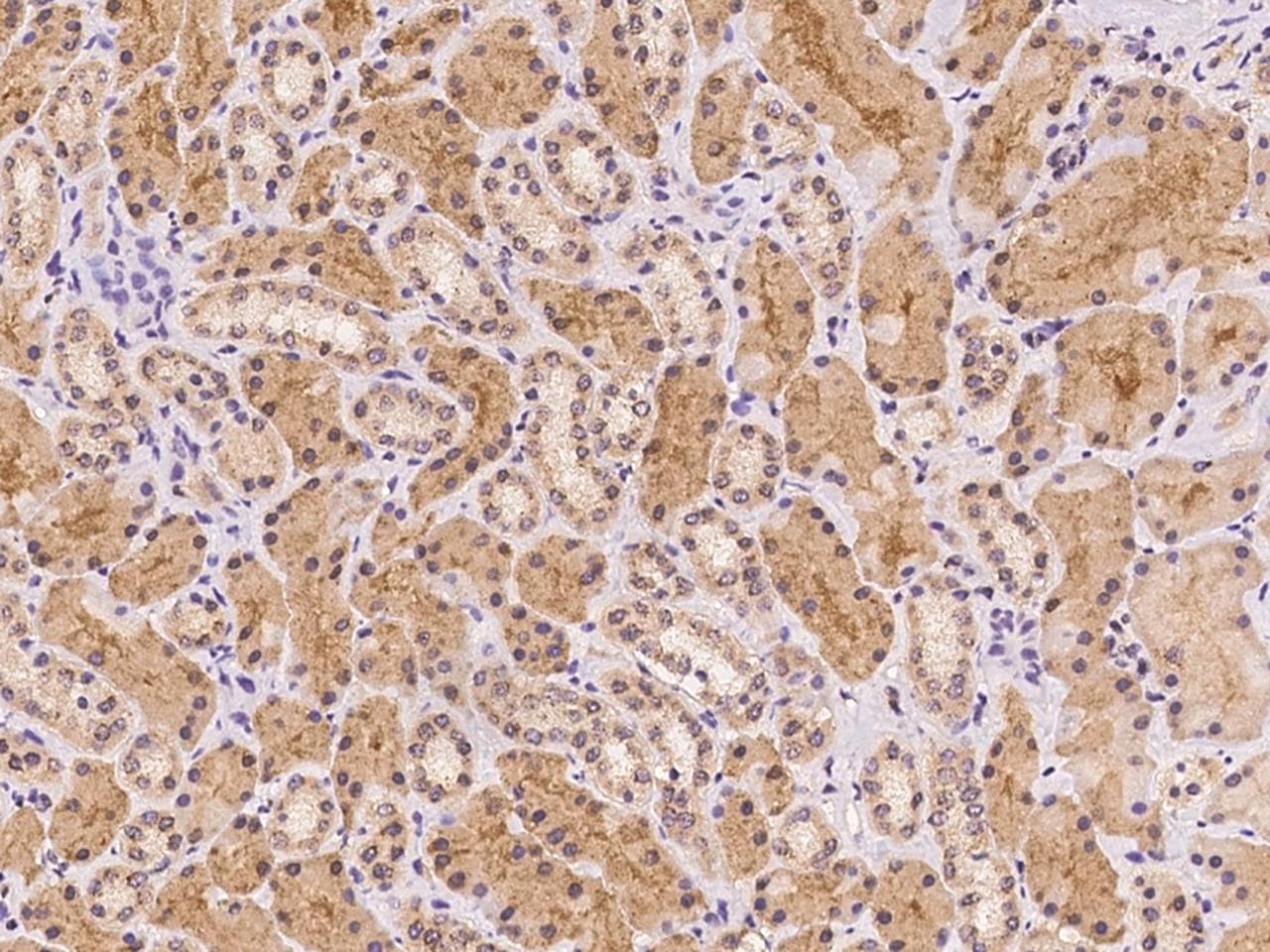 Polyclonal Rabbit anti-Human PHF9 / FANCL Antibody (Preservative Free, IHC)