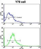 BECN1 / Beclin-1 Antibody (aa210-239)