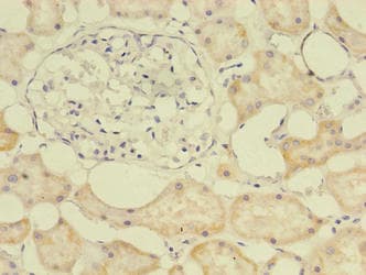 E2F2 Antibody