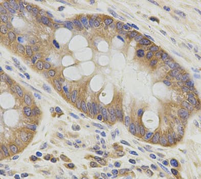 ATG3 Antibody