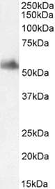 CLU / Clusterin Antibody