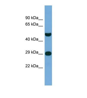 NPAS3 Antibody (aa41-90)
