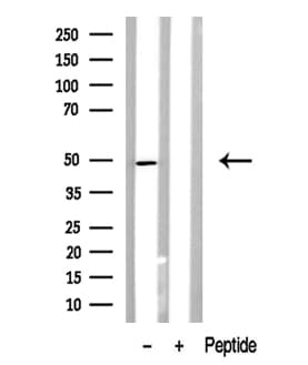 BCL3 / BCL-3 Antibody