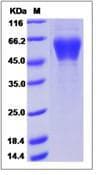 Human KREMEN1 / KREMEN-1 Protein (Recombinant His,C-terminus)