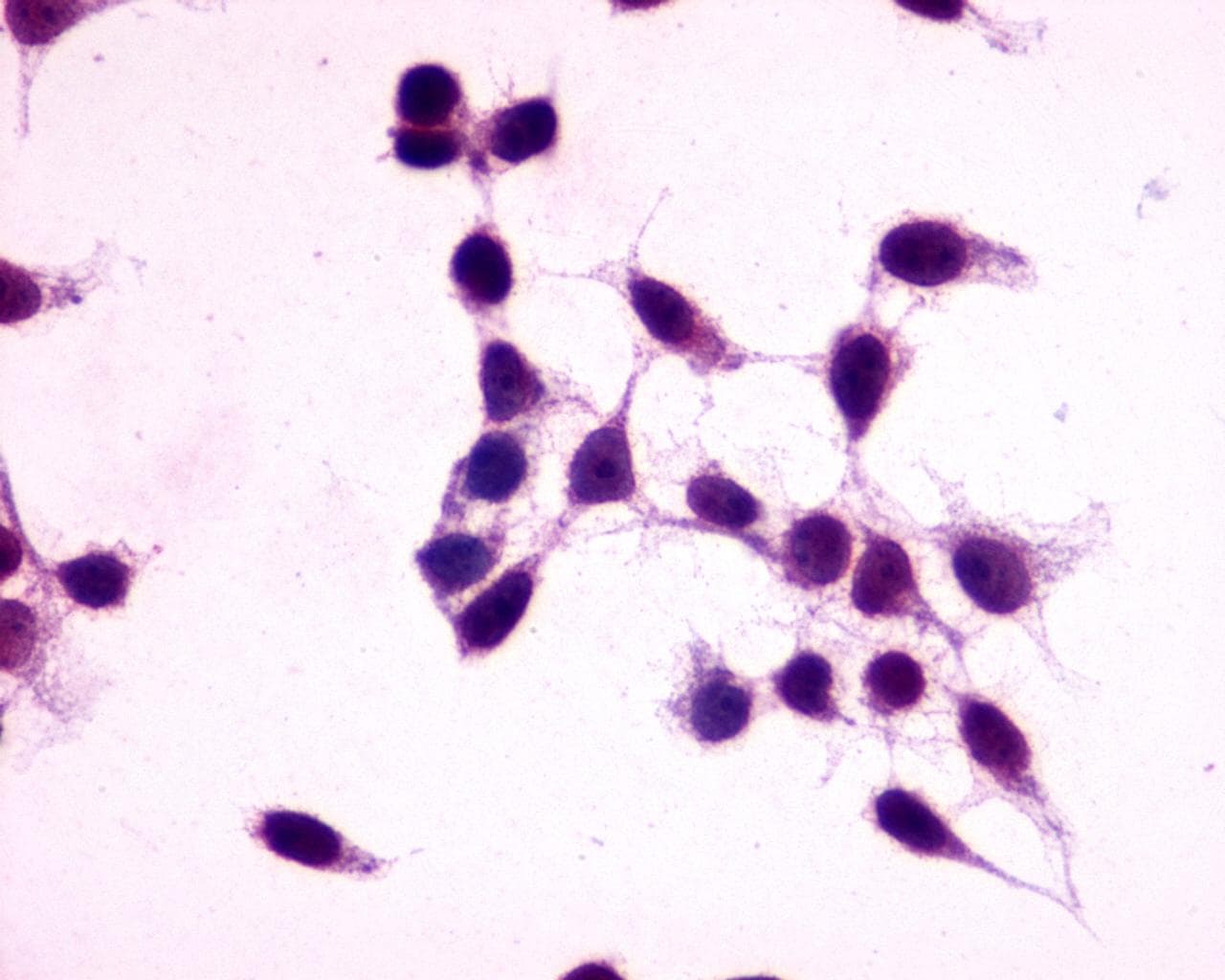 PathPlus™ GPR27 Antibody (C-Terminus)