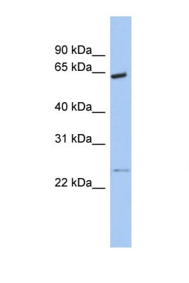 CDK16 / PCTAIRE Antibody (N-Terminus)