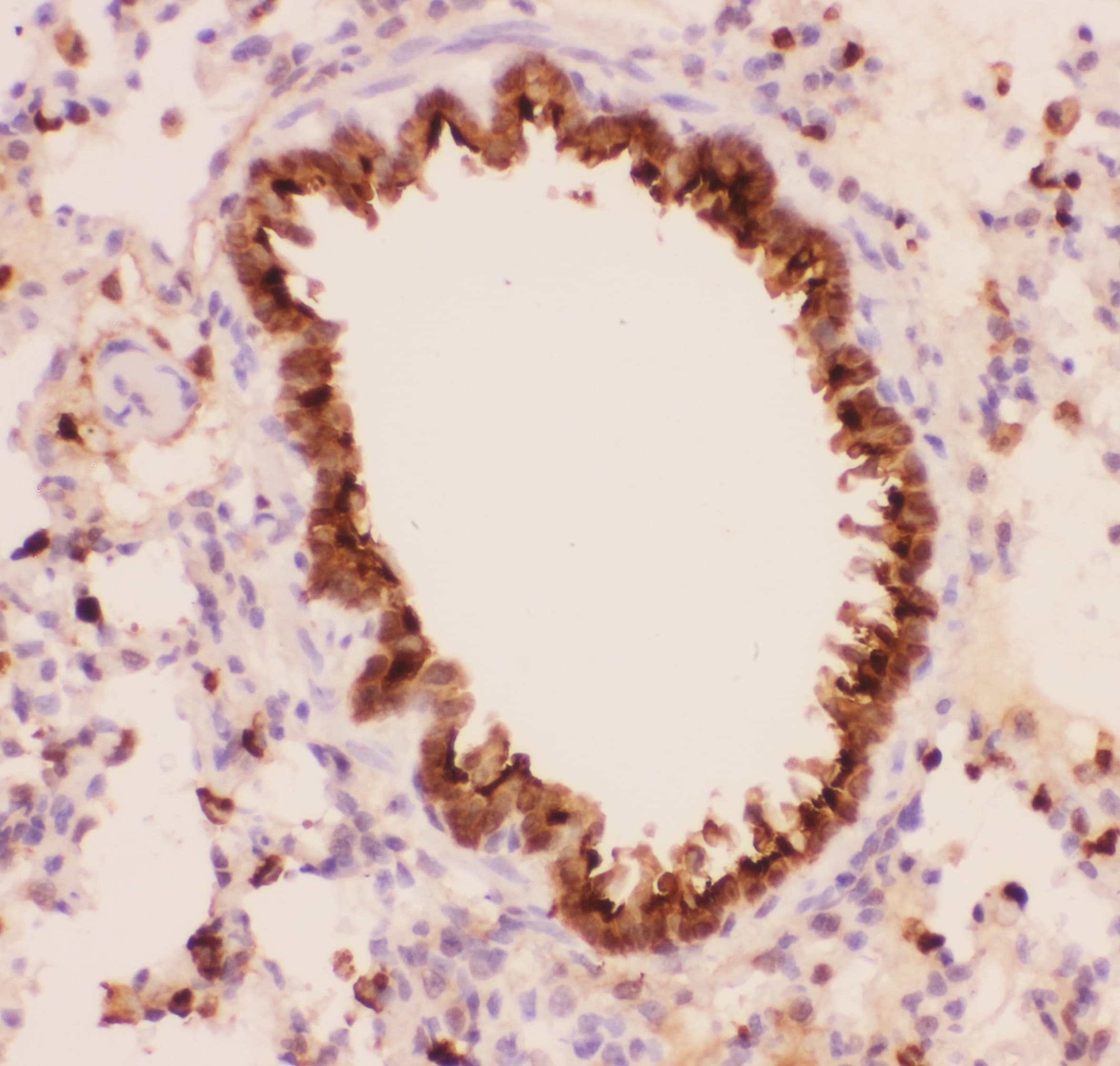 ANXA1 / Annexin A1 Antibody (aa2-346)