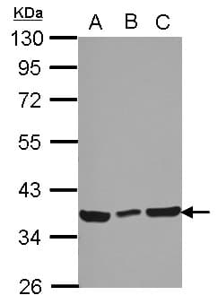 CCDC50 Antibody