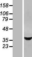 STARD10 Protein (Over-Expression Lysate Myc-DDK (Flag))