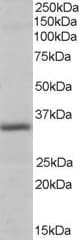 IHC-plus™ Pirin / PIR Antibody (aa2-15)