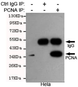 PCNA Antibody