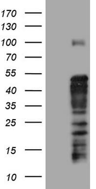 TET3 Antibody (aa241-568, clone OTI11H8)