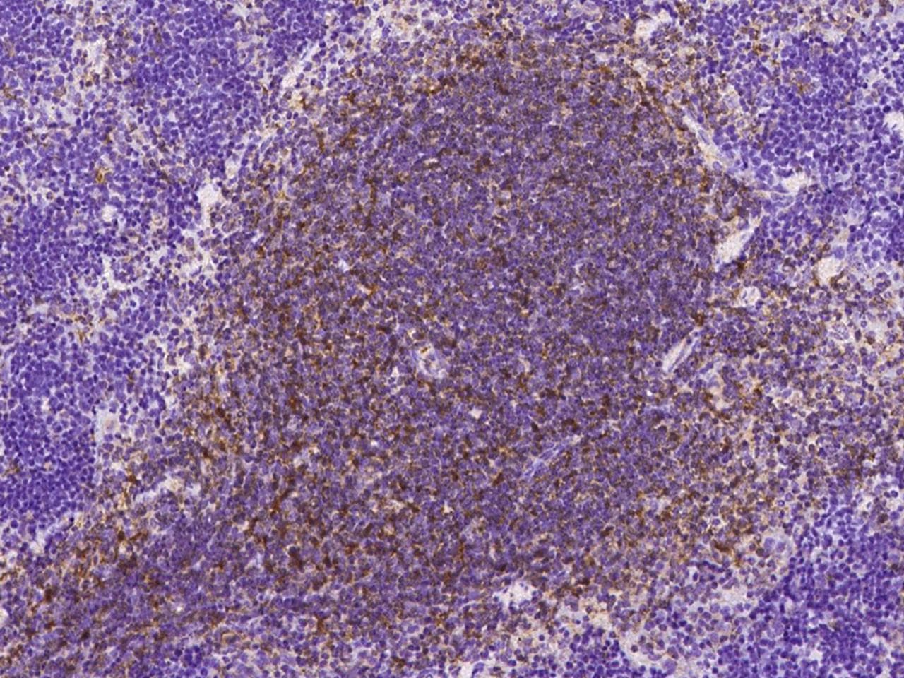 Polyclonal Rabbit anti-Mouse C1qRP / CD93 Antibody (Preservative Free, IHC)