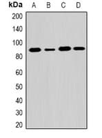 Polyclonal Rabbit anti-Human EXT1 Antibody (WB)