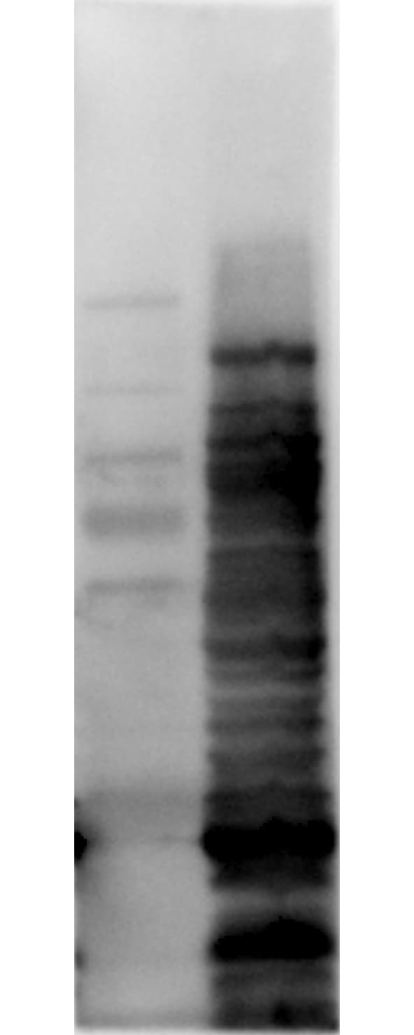 Polyclonal Rabbit anti-E. coli E. coli LMW Proteins Antibody (WB)
