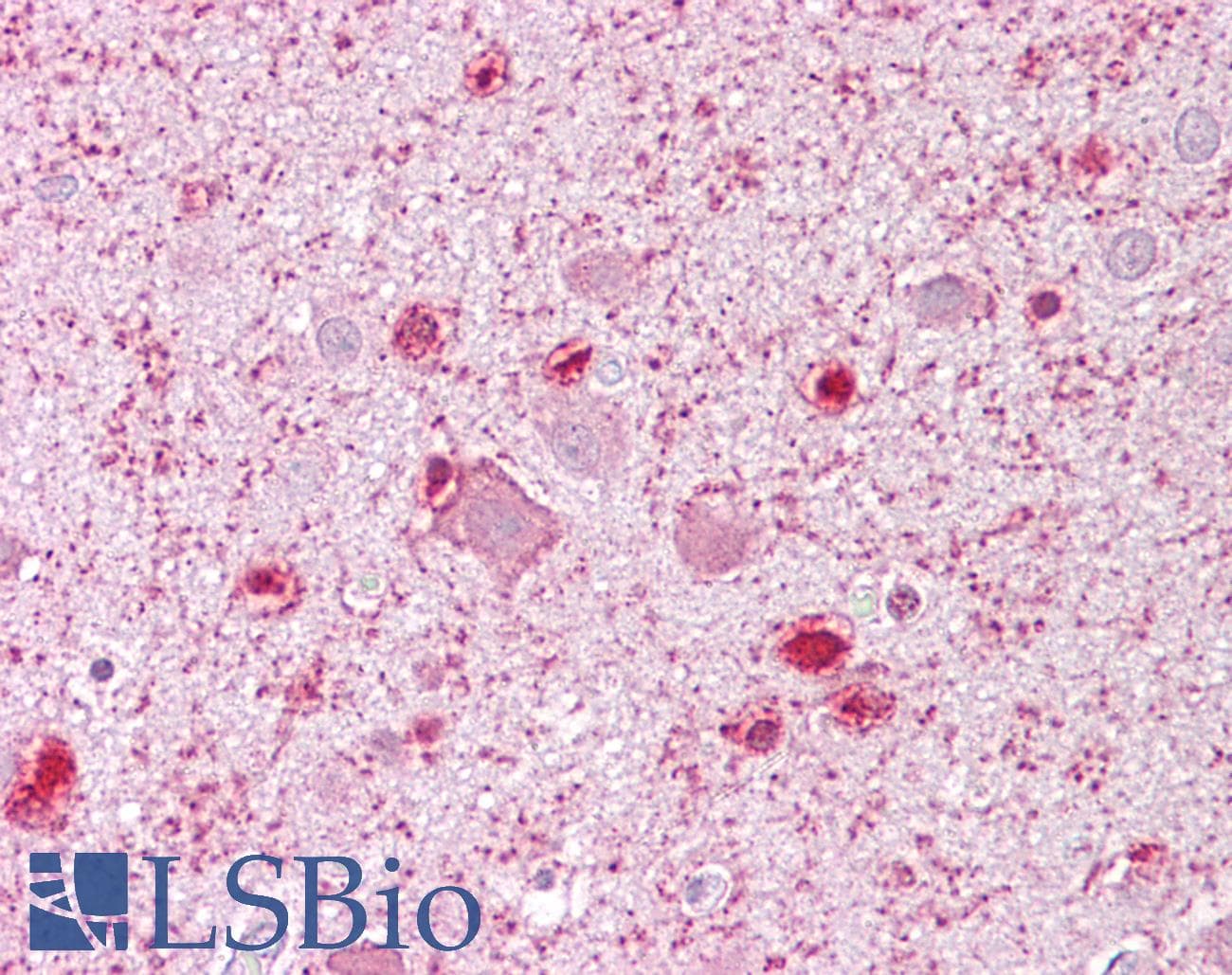 MCM3 Antibody (aa696-745)