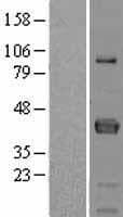 FCRLA Protein (Over-Expression Lysate Myc-DDK (Flag))