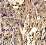 S100A10 Antibody (aa12-40)